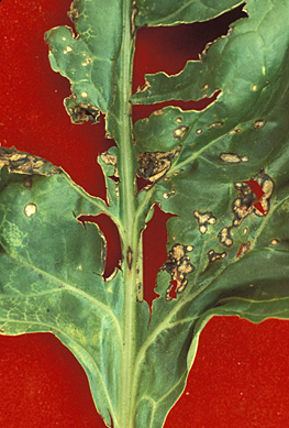 Bacterial leaf spots coalesce between leaf veins; this tissue tears easily and is ragged in appearance.