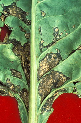 Bacterial leaf spots coalesce between leaf veins; this tissue tears easily and is ragged in appearance.