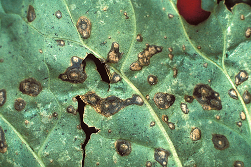 Bacterial leaf spot produces irregular-shaped to circular spots measuring 3/16 to 1/4 inch in diameter. Note tan to dark brown centers with very dark to nearly black borders.