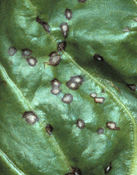 Cercospora leaf spots are circular, about 1/8 to 3/16 inch in diameter, with light to dark tan centers and dark-brown to reddish-purple borders. Elliptical lesions may occur on leaf blades, veins, and petioles.