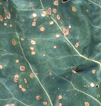Cercospora leaf spots are circular, about 1/8 to 3/16 inch in diameter, with light to dark tan centers and dark-brown to reddish-purple borders. Elliptical lesions may occur on leaf blades, veins, and petioles.