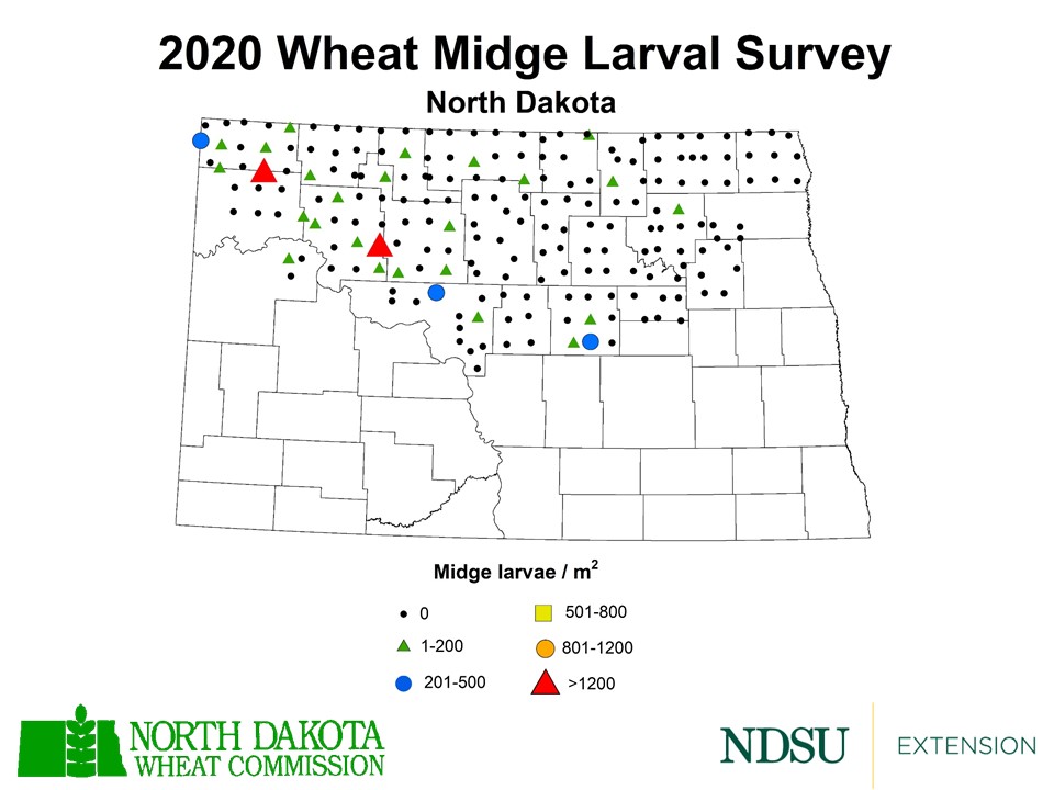 Map of North Dakota showing instances of wheat midge larvae in 2020