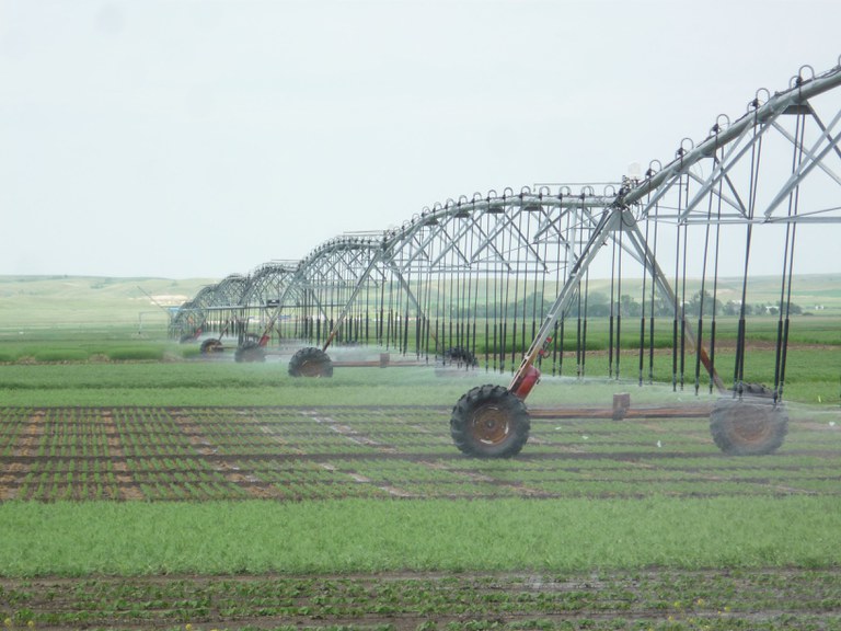 Crops being irrigated by large moving sprinkler systems