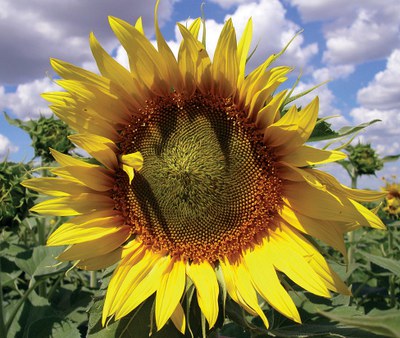Figure 3. Sunflower head at development stage R5.1.