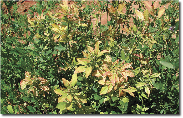 Figure 3. Boron deficiency in alfalfa, Australia. 