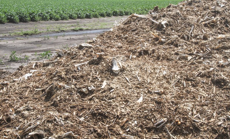 Figure 1. Composted turkey piled in a field containing bones.