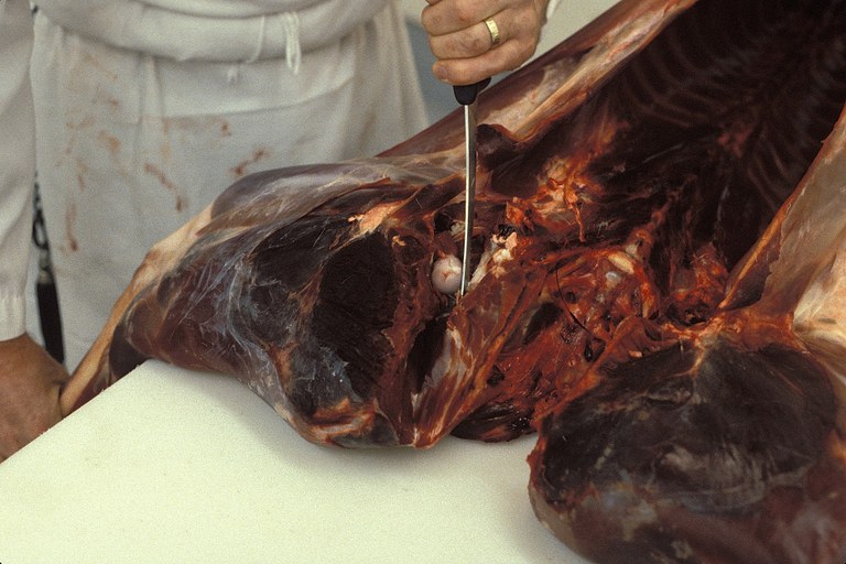 Figure 6. Removing hind leg from carcass.