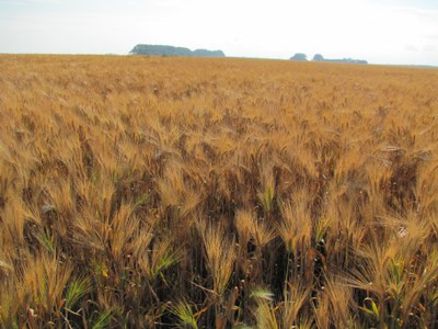 Field of Barley ready for harvest