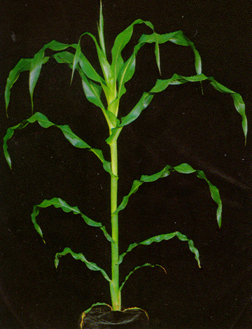 Figure 8. V12 plant.
