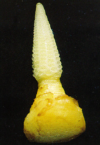 Figure 7. Magnified top ear of V12 plant.