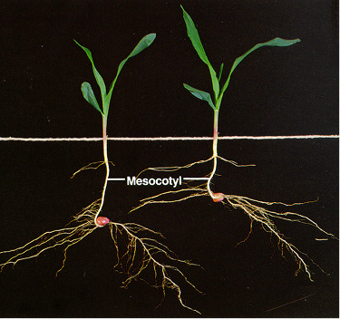 Figure 2. V2 plant.