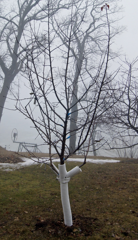 A young tree with no leaves has white plastic pipe wrapped abound the trunk.