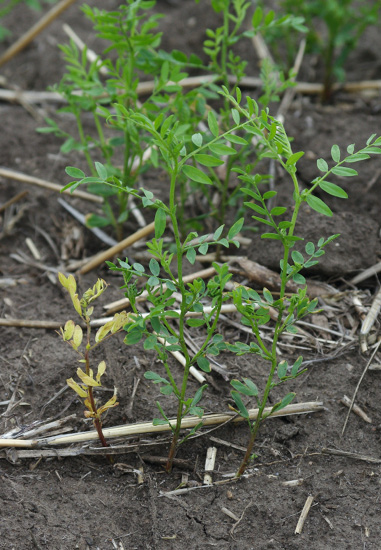 Figure 2d. Fusarium root rot stem and root symptoms, d) above-ground symptoms of Fusarium root rot in lentils.