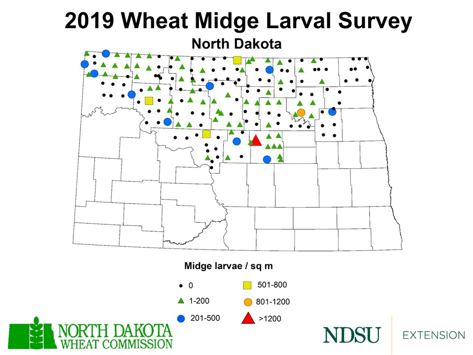 Map of North Dakota showing instances of wheat midge larvae in 2019