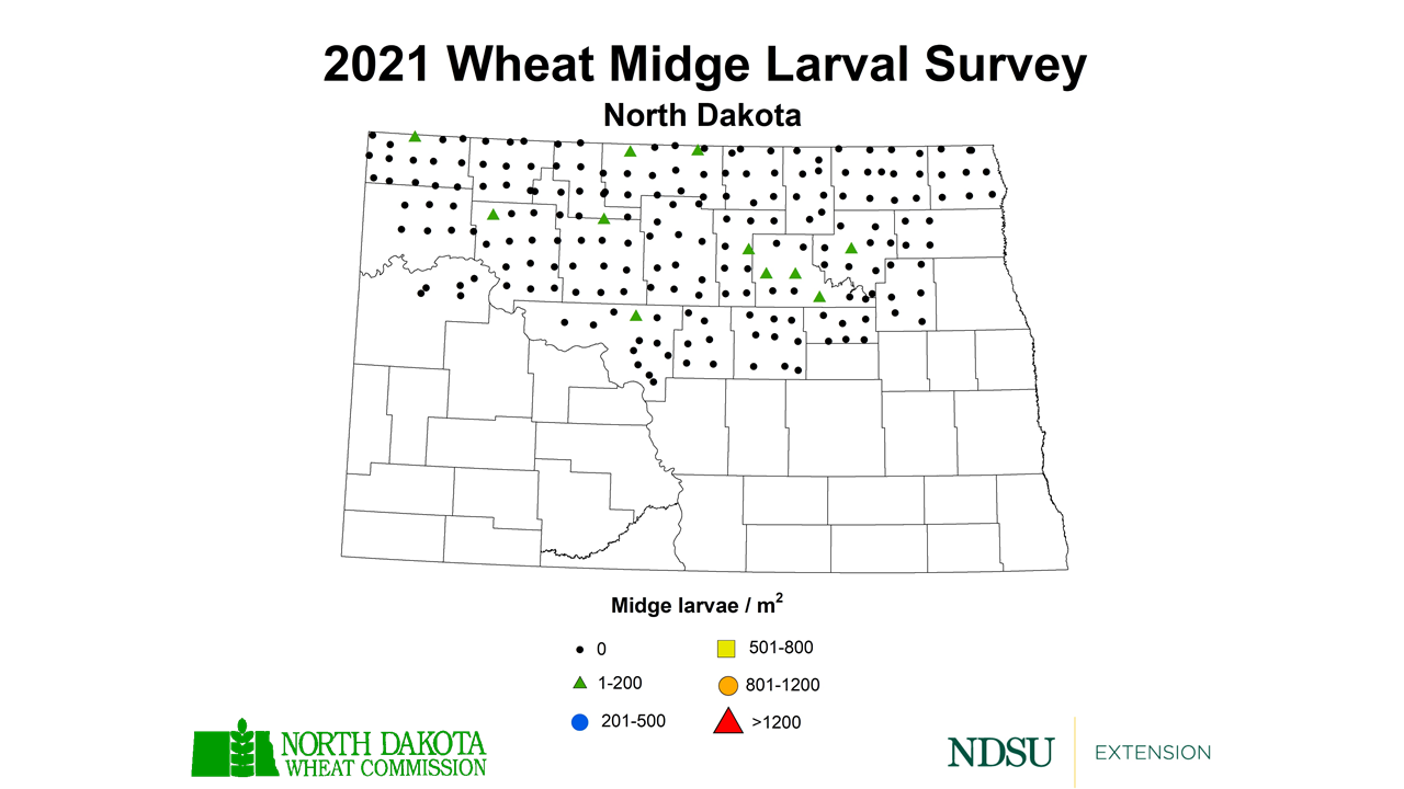 Map of North Dakota showing instances of wheat midge larvae in 2021.