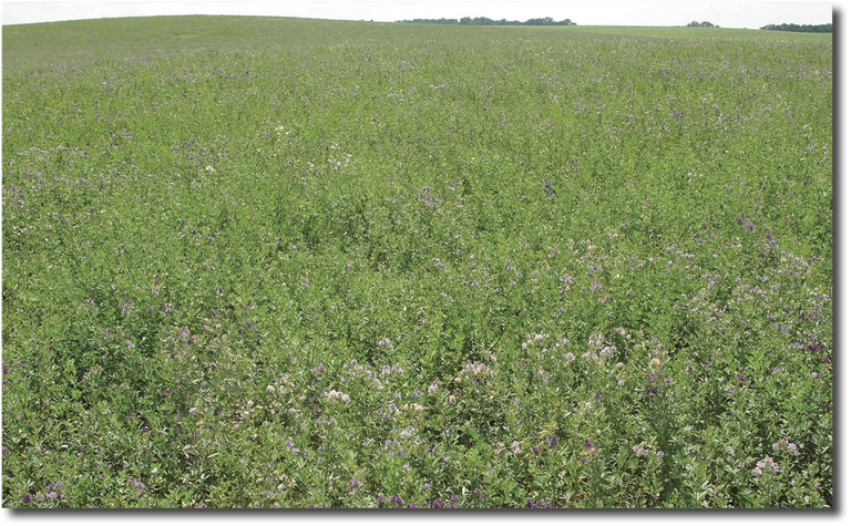 Field of alfalfa
