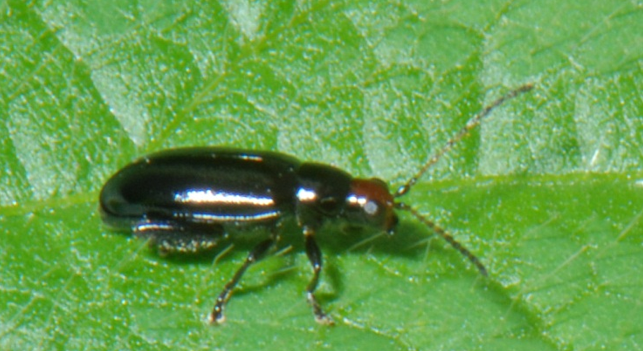 A black beetle with a reddish-brown head sits on a green leaf.
