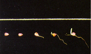 Figure 1. Germination progression through six days after planting.