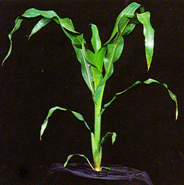 Figure 4. V6 plant.