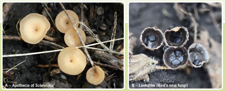 Figure 5. Apothecia of Sclerotinia sclerotiorum (A) compared with bird’s nest fungi (B).
