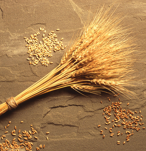 Whole Grains and sheaf of wheat