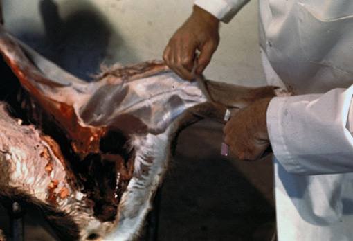 Figure D. Loosening pelt along leg.