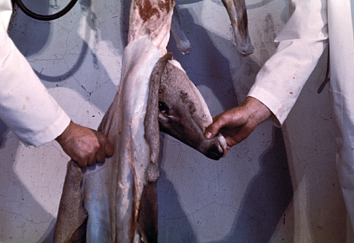 Figure G. Pulling pelt from neck and removal of head at atlas joint.