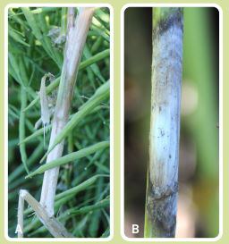 Figure 2. Developing lesion (A) and spread(B) of Sclerotinia stem rot. 