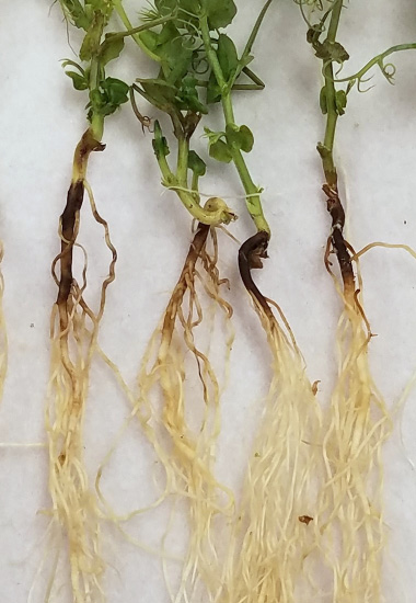 Figure 2a. Fusarium root rot stem and root symptoms in a) peas
