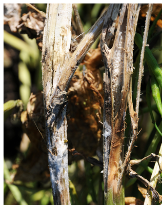 Figure 3. Canola stems with tanlesion beginning to shred and coveredwith fuzzy white mycelium (mold).