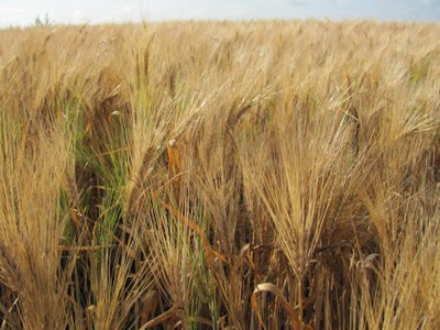 Barley has been an important cash and rotational crop in North Dakota and the region for many years. It is important as a feed grain, but by far, its economic value is linked to the malting industry.