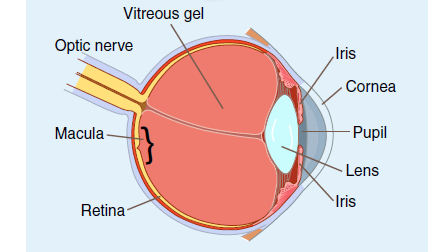 Drawing of the eye