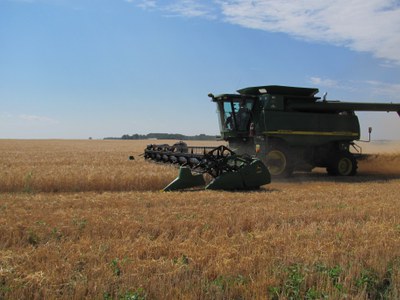 Combine harvesting barley