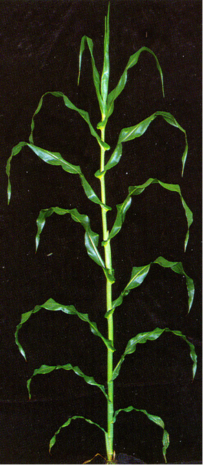 Figure 10. V18 plant.