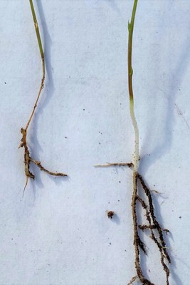Figure 3a. Symptoms of Rhizoctonia root rot in a) lentil with healthy lentil right and diseased lentil left