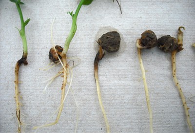 Figure 7. Pythium damping off and seed rot in pea.