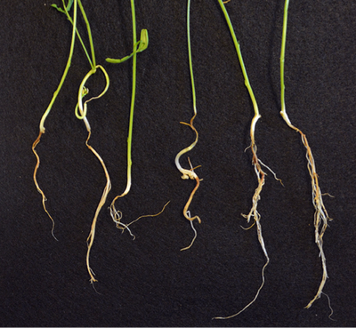 Figure 4a. Symptoms of Aphanomyces root rot in lentils: a) roots