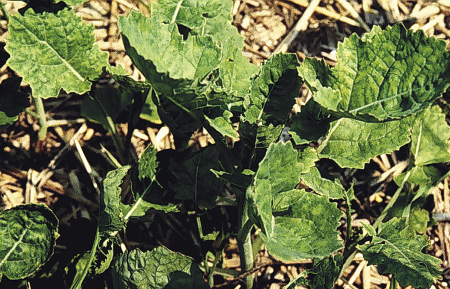 Figure 4. Canola early season S-deficiency symptoms. Cupping, stunting and interveinal yellowing. 