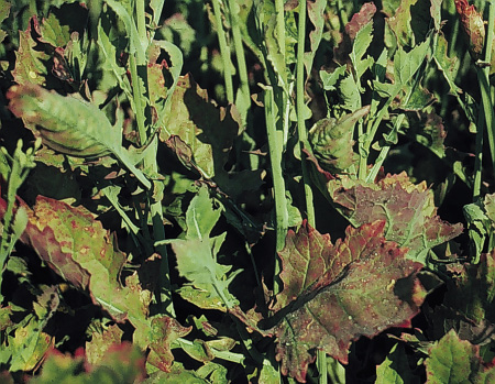 Figure 5. Later season S-deficiency symptoms in canola. Cupping, purpling along leaf margins and bracts, narrow leaf structure.