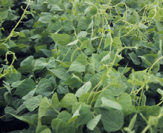 Pinto beans growing in a field