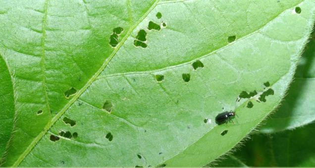 A green leaf with several small holes in it.
