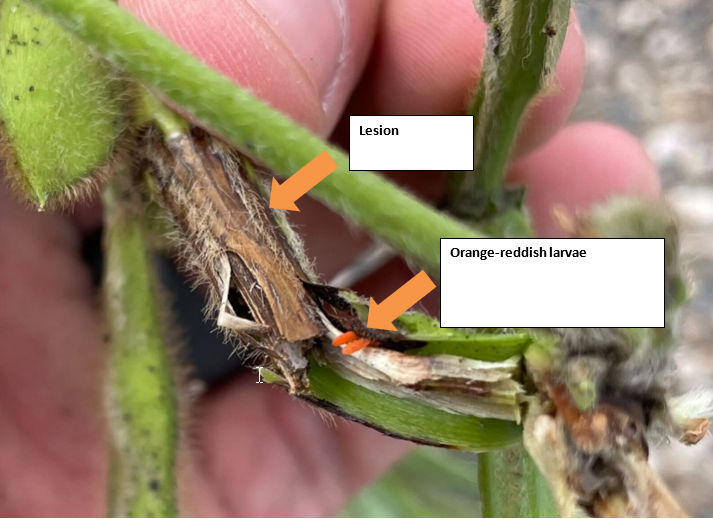 A soybean stem infected by soybean gall midge. A brown lesion and tiny orange larvae are highlighted.