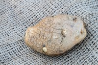 Glyphosate injured potato
