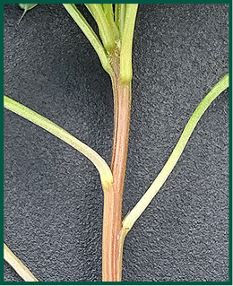 Figure 1. Palmer amaranth stem