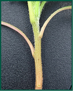 Figure 9. Redroot pigweed stem