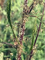 Aphids feeding on a male hemp plant.