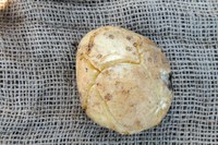 Glyphosate injured potato