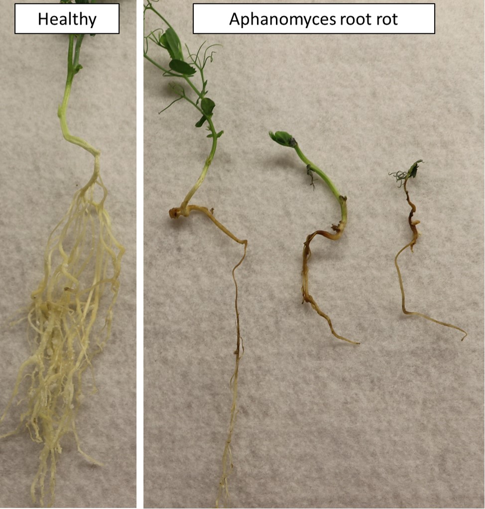 On the left, a healthy field pea plant with and extensive root system is shown. On the right are three plants affected by root rot. They have a root system with a single main root and little or no roots branching off.