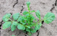 Dimethenamid-P injured potato plant