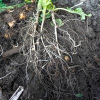 Picloram injured potato roots